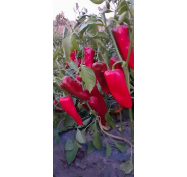 Перець Спарк F1, Lark seeds