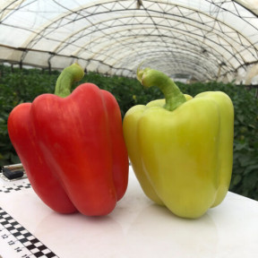 Перець Спліт F1, Spark seeds