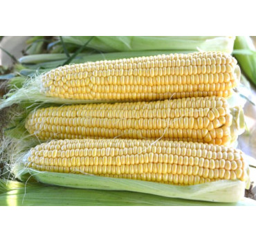 Кукурудза Страйк F1, Spark seeds