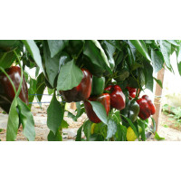 Перець Стріт F1, Spark seeds