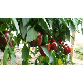 Перець Стріт F1, Spark seeds