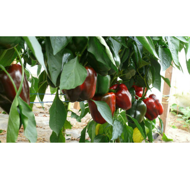 Перець Стріт F1, Spark seeds