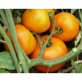 Томат Світ Сан F1, Spark seeds