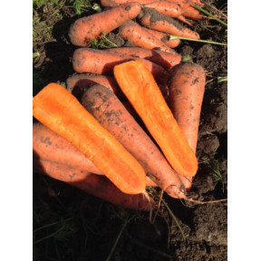 Морква Тітан F1, Spark Seeds