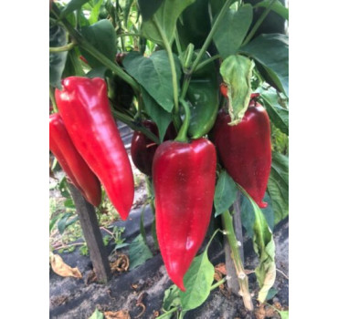 Перець Фанат F1, Spark seeds