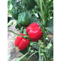 Перець Том F1, Spark seeds