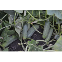 Огірок Убеда F1, Spark seeds