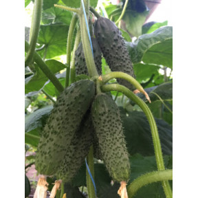 Огірок Унікум F1, Spark seeds