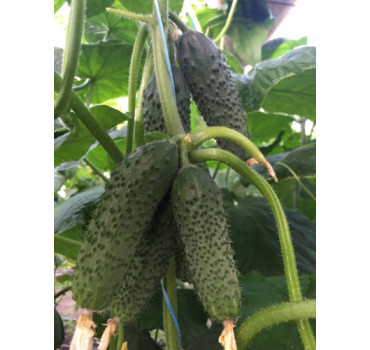 Огірок Унікум F1, Spark seeds