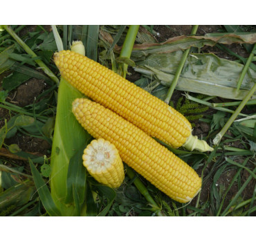 Кукурудза Уокер, Lark seeds