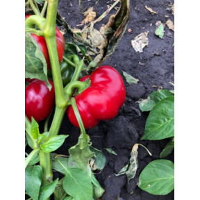 Перець Вілд F1, Spark seeds