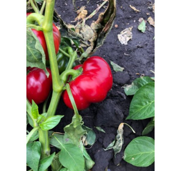 Перець Вілд F1, Spark seeds