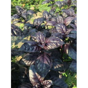 Базилік Віолет Кінг, Spark seeds