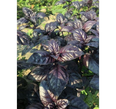 Базилік Віолет Кінг, Spark seeds