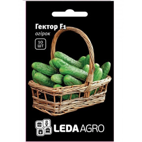 Огірок Гектор F1, Ledaagro