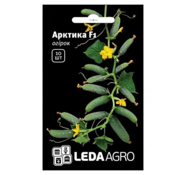 Огірок Арктика F1, Ledaagro