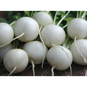 Редиска Вітні, Moravoseed