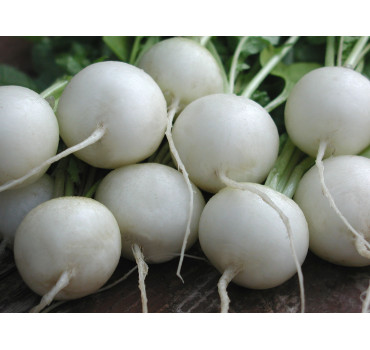 Редиска Вітні, Moravoseed