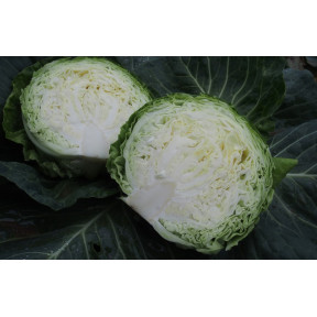 Капуста Бетті F1, Moravoseed