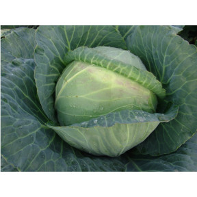 Капуста Мідор F1 , Moravoseed