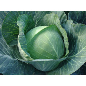 Капуста Авак F1, Moravoseed