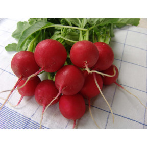 Редиска Стела, Moravoseed