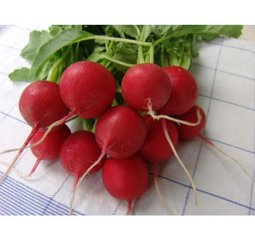 Редиска Стела, Moravoseed