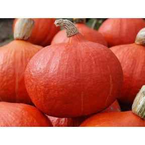 Гарбуз Ухікі Курі, Moravoseed