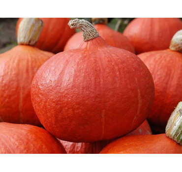 Гарбуз Ухікі Курі, Moravoseed