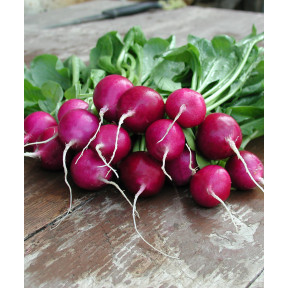 Редиска Віола, Moravoseed