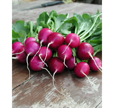 Редиска Віола, Moravoseed