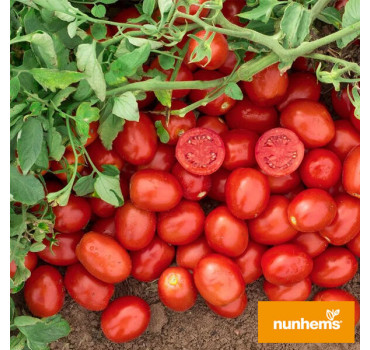 Томат N6416 F1, Nunhems