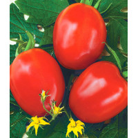 Томат Фоккер F1, Nunhems