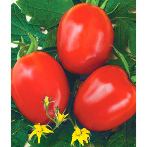 Томат Фоккер F1, Nunhems