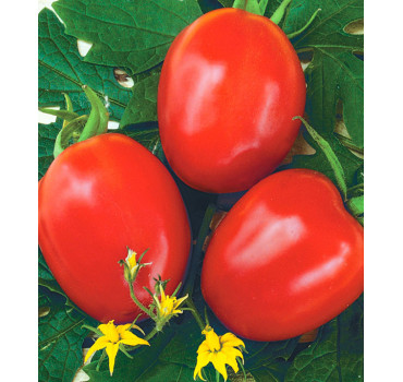 Томат Фоккер F1, Nunhems