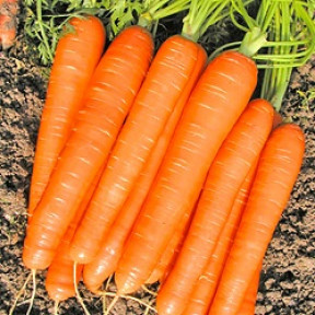 Морква Романс F1, Nunhems