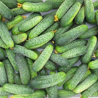 Огірок Кріспіна F1, Nunhems