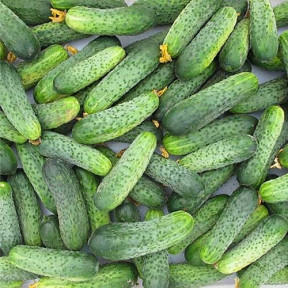 Огірок Кріспіна F1, Nunhems