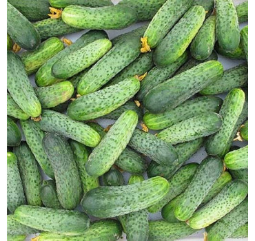 Огірок Кріспіна F1, Nunhems