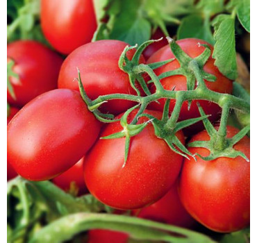 Томат Адванс F1, Nunhems