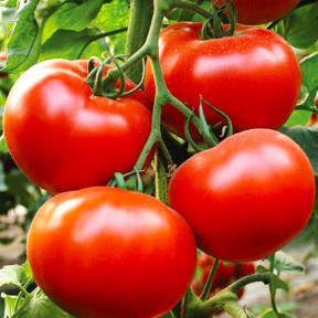 Томат Аксіома F1, Nunhems