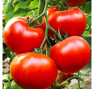 Томат Аксіома F1, Nunhems