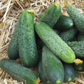 Огірок Антісіпатор F1, Nunhems