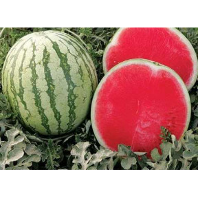 Арбуз Бостон, Nunhems