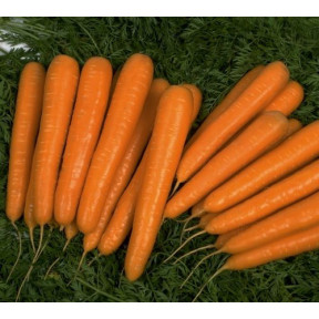 Морква Бріліанс F1, Nunhems