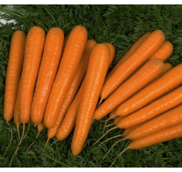 Морква Бріліанс F1, Nunhems