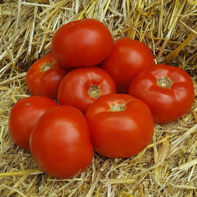 Томат Діаграмма, Nunhems