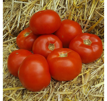 Томат Діаграмма, Nunhems