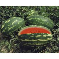 Кавун Думара, Nunhems