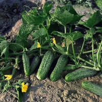 Огірок Жоеліна F1, Nunhems